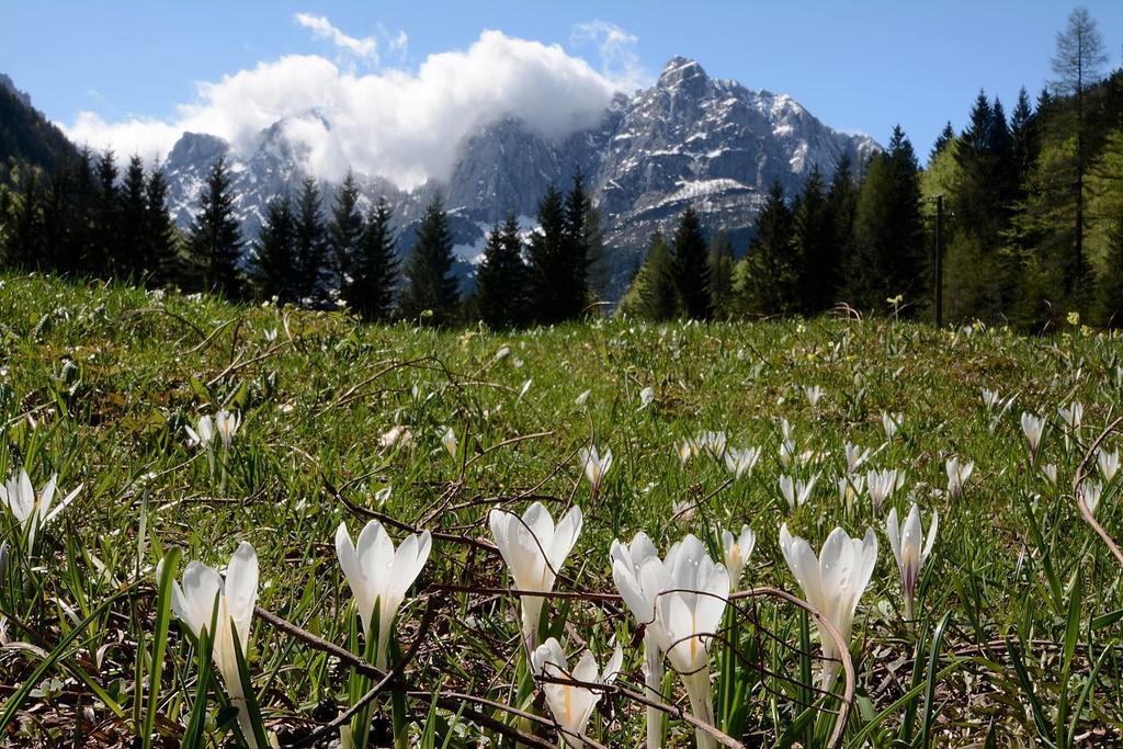 Apartamento Alpine Spot Kranjska Gora Exterior foto